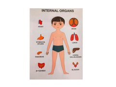 30349 Пазли навчальні Internal Organs Strateg (30349)