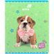 Зошит шкільний Kite Studio Pets SP26-238, 24 аркуші, клітинка